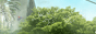 Ma Jungle